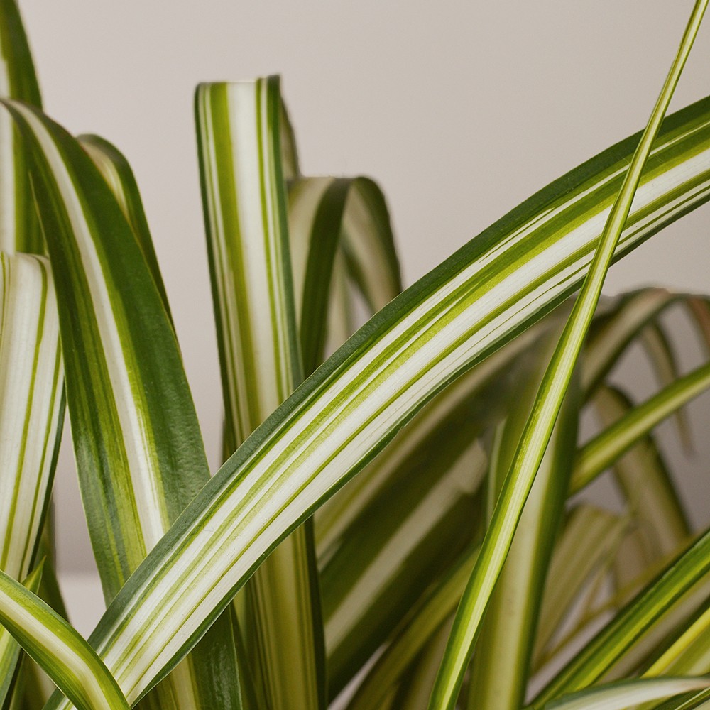 Хлорофитум Виттатум Хлорофитум Виттатум