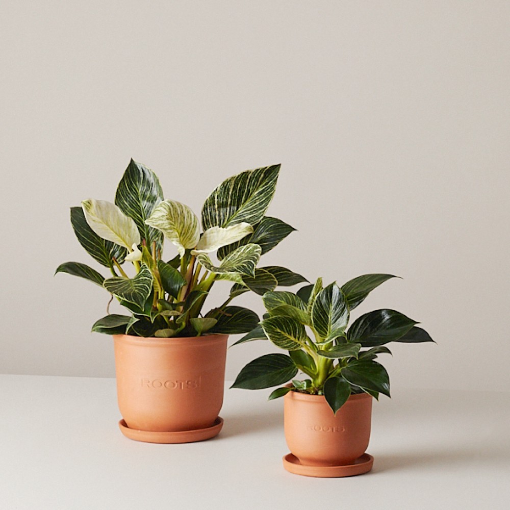 Филодендрон Биркин Вайт