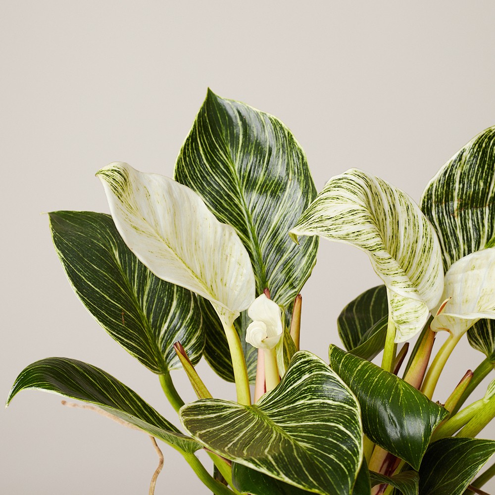 Филодендрон Биркин Вайт