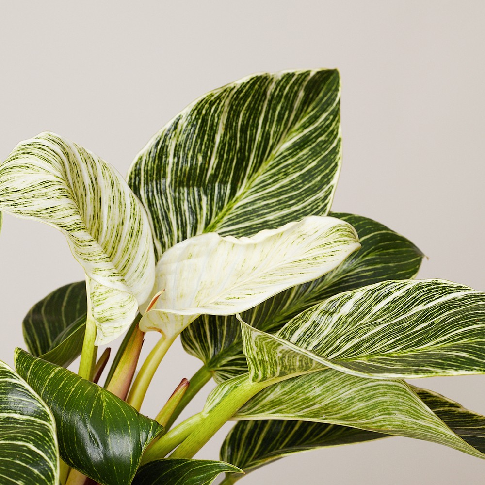 Филодендрон Биркин Вайт