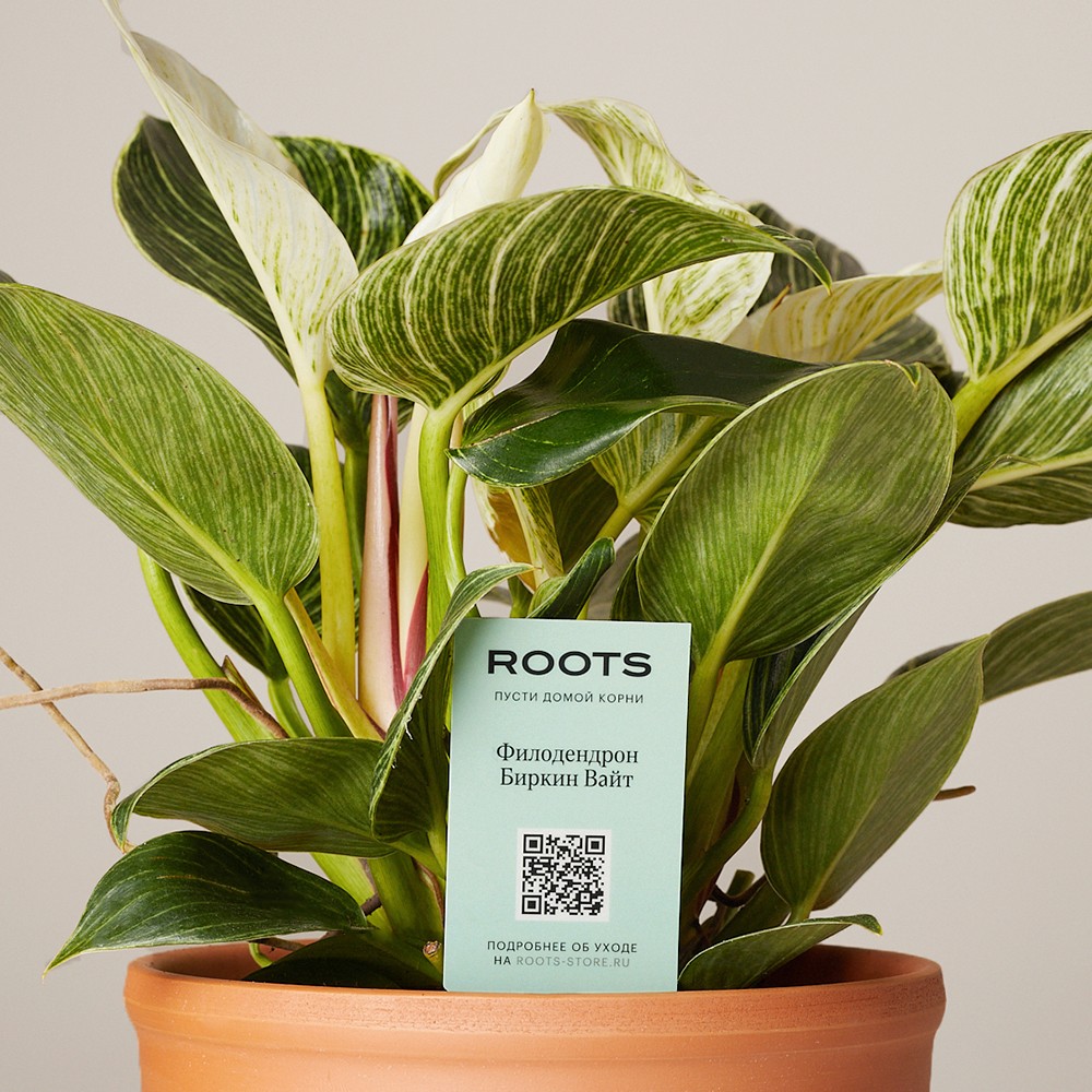 Филодендрон Биркин Вайт