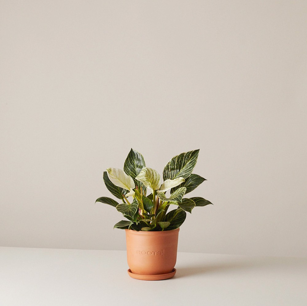 Филодендрон Биркин Вайт