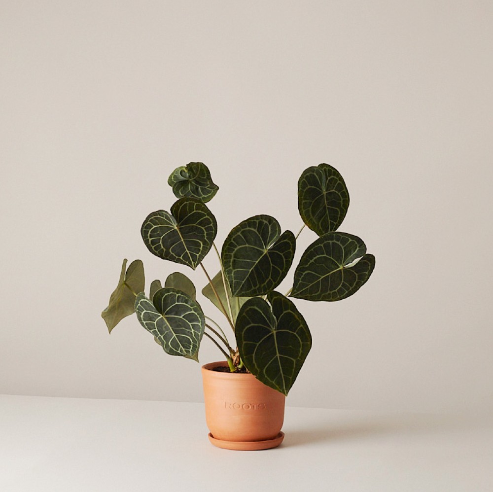 Антуриум Кларинервиум