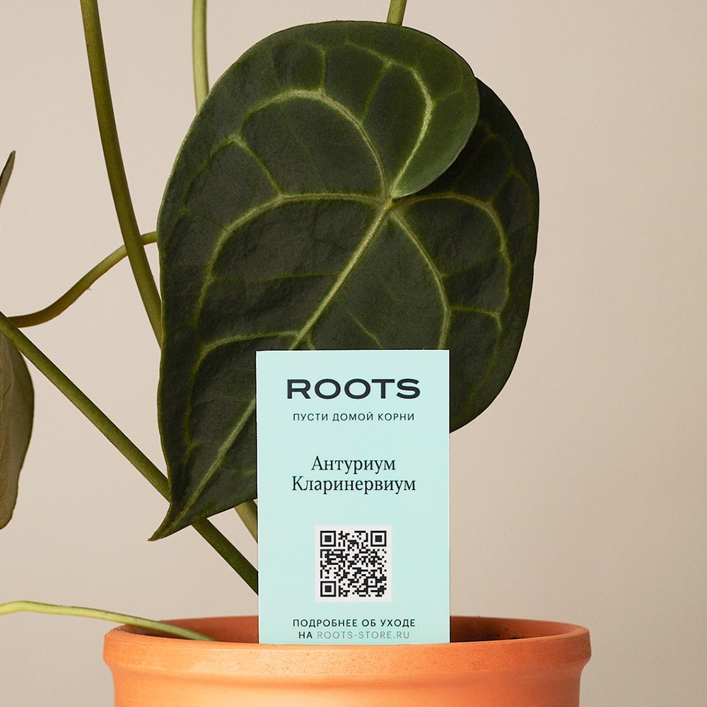 Антуриум Кларинервиум