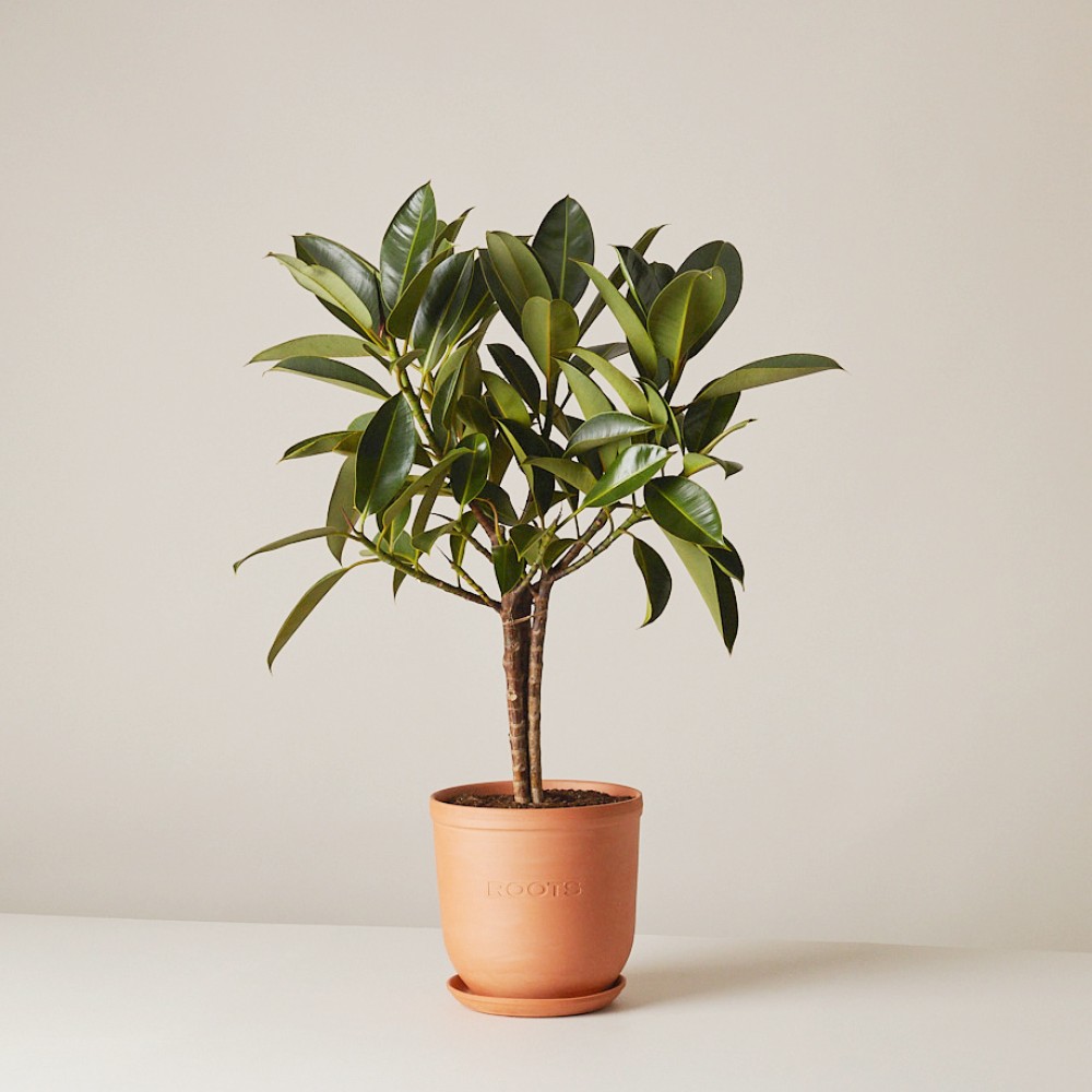 Фикус Эластика Мелани Фикус Эластика Мелани