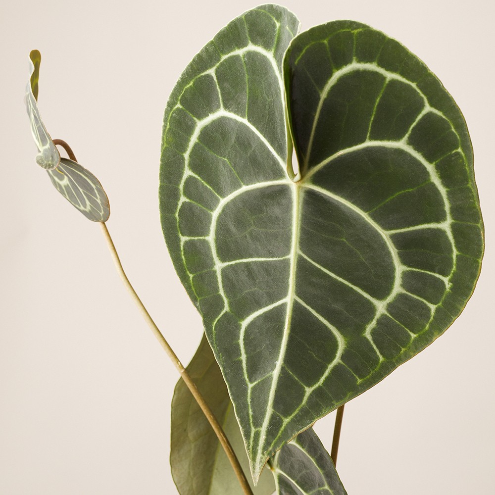 Антуриум Кларинервиум