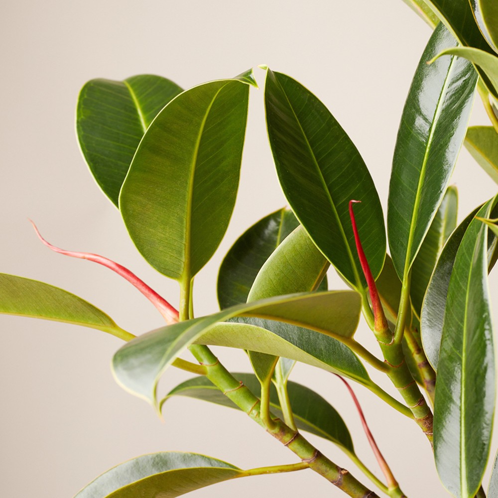 Фикус Эластика Мелани Фикус Эластика Мелани