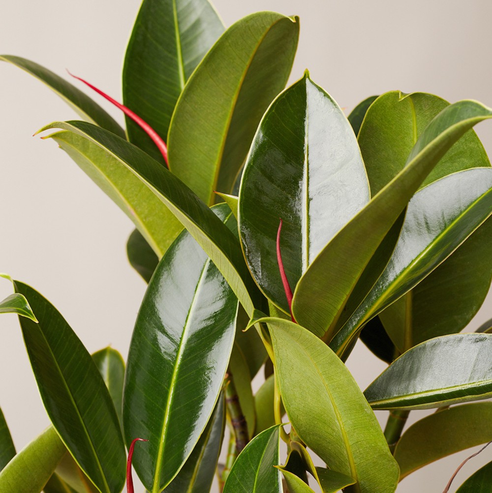 Фикус Эластика Мелани Фикус Эластика Мелани