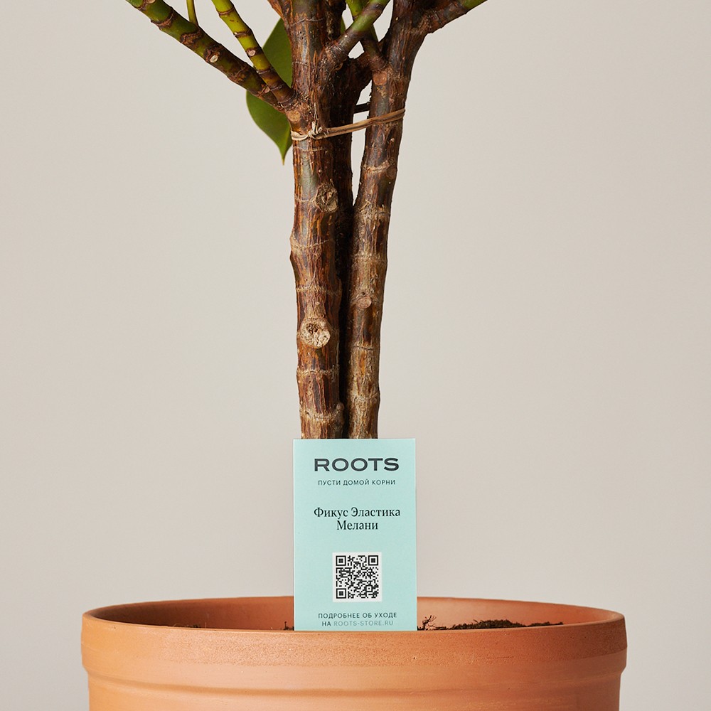 Фикус Эластика Мелани Фикус Эластика Мелани