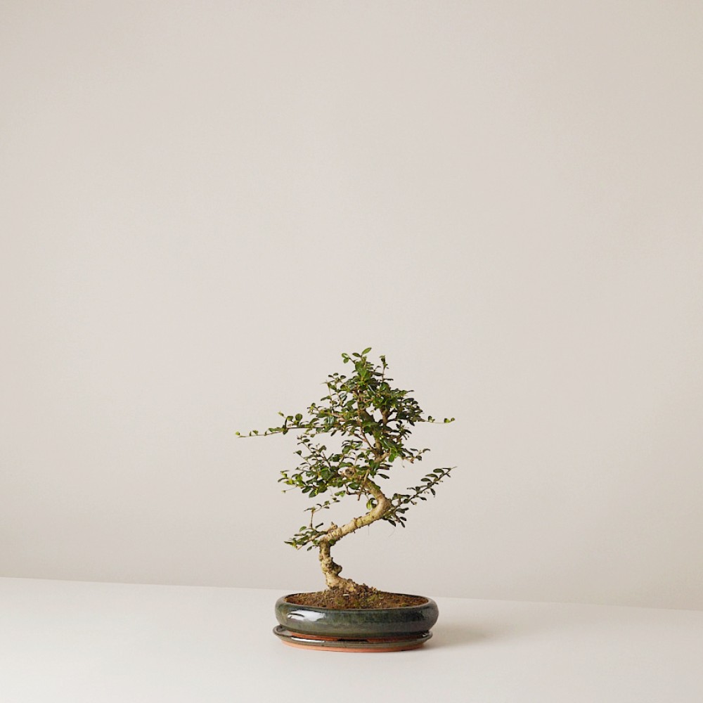 Бонсай Кармона Бонсай Кармона