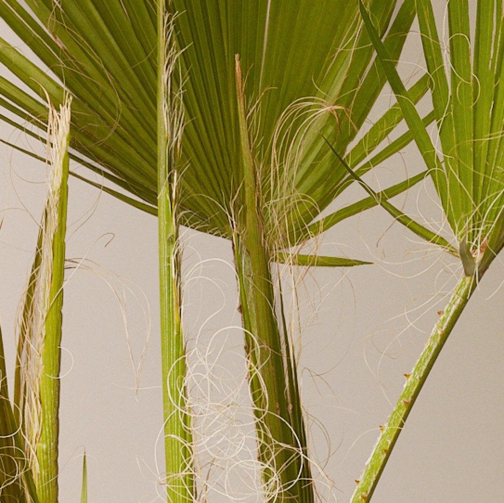 Вашингтония Вашингтония