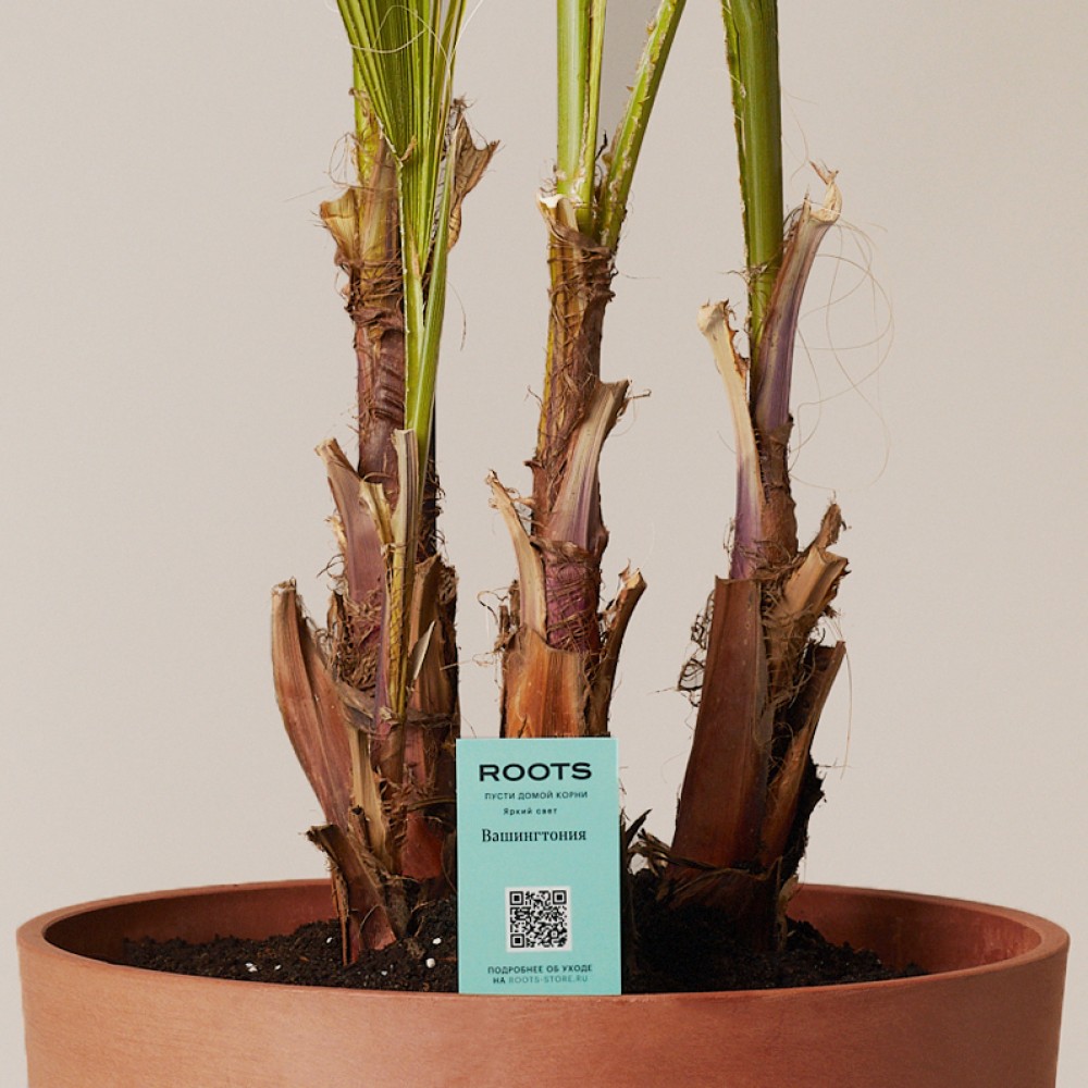 Вашингтония Вашингтония