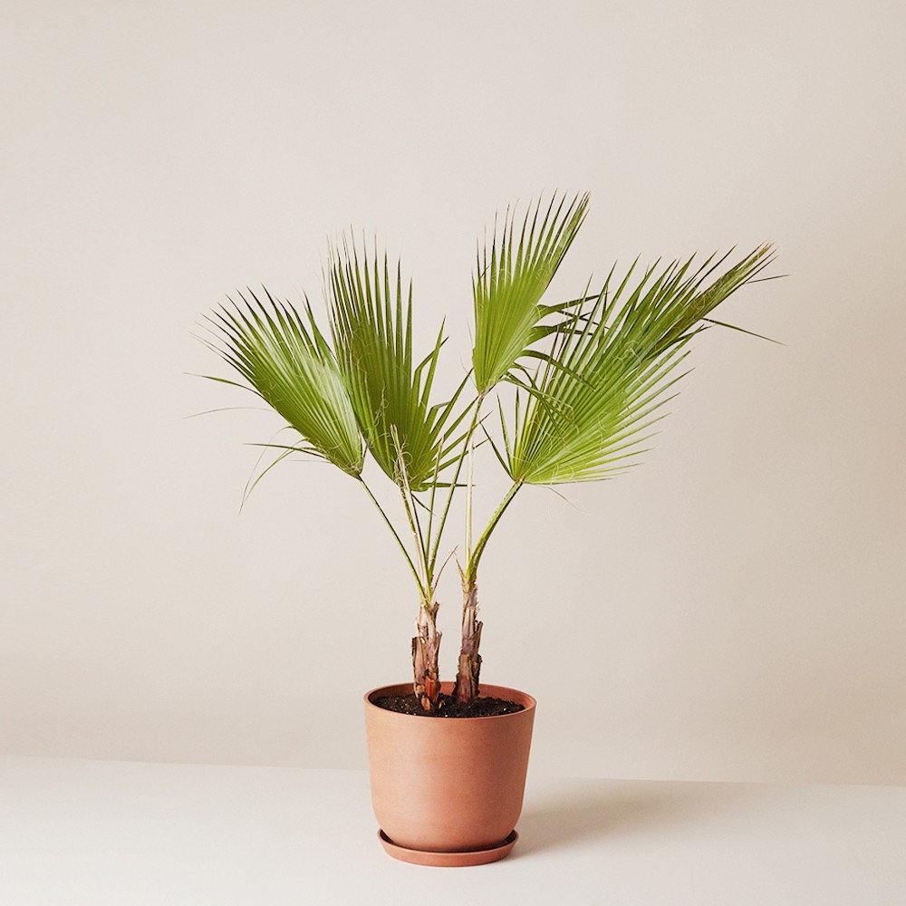 Вашингтония Вашингтония