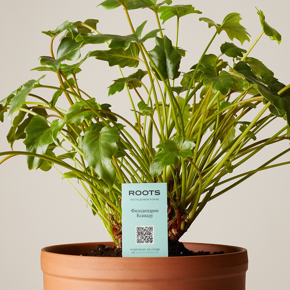 Филодендрон Ксанаду Филодендрон Ксанаду