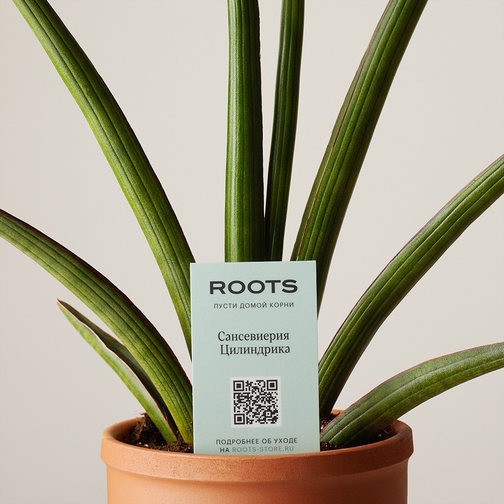 Сансевиерия Цилиндрика Фан Сансевиерия Цилиндрика Фан
