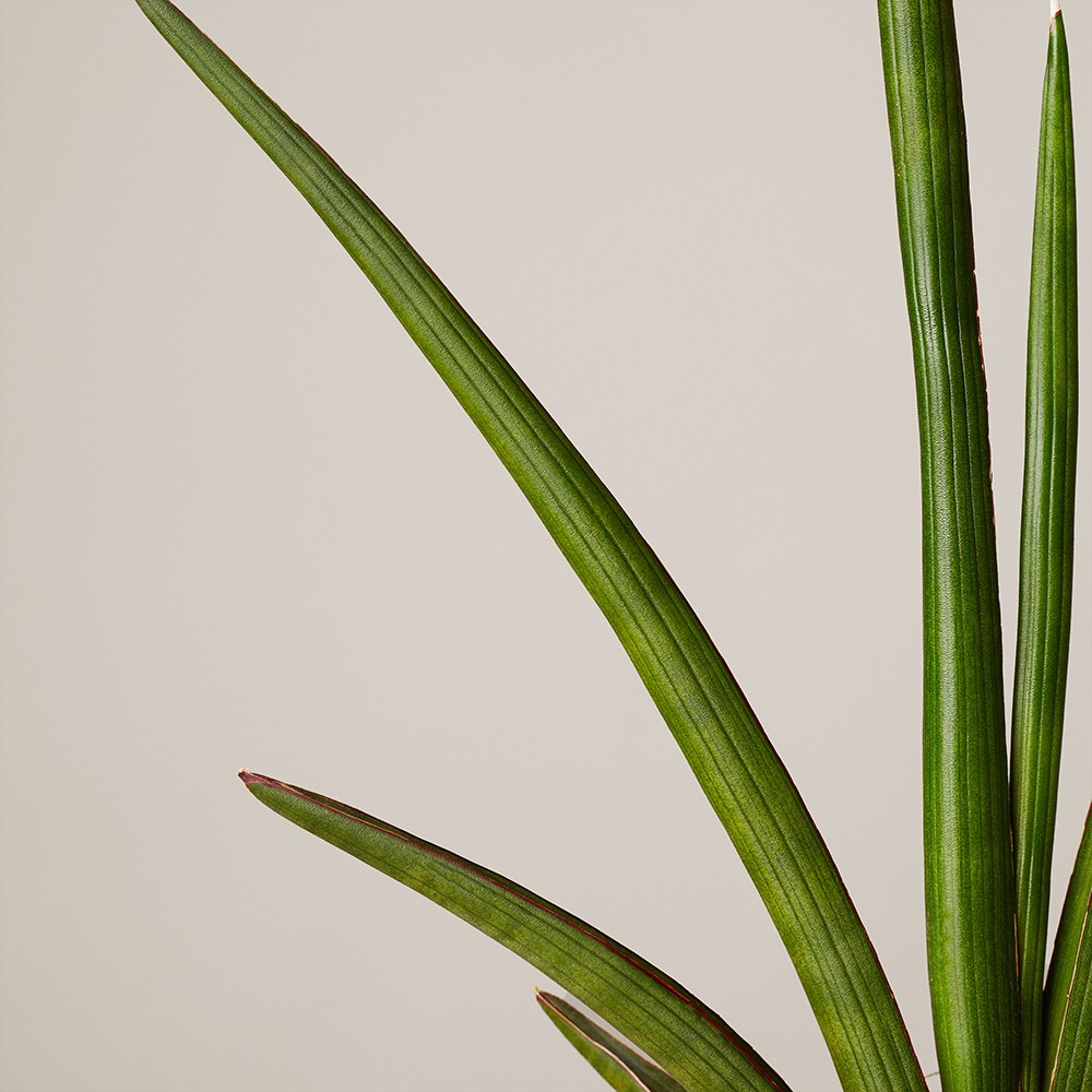 Сансевиерия Цилиндрика Фан Сансевиерия Цилиндрика Фан