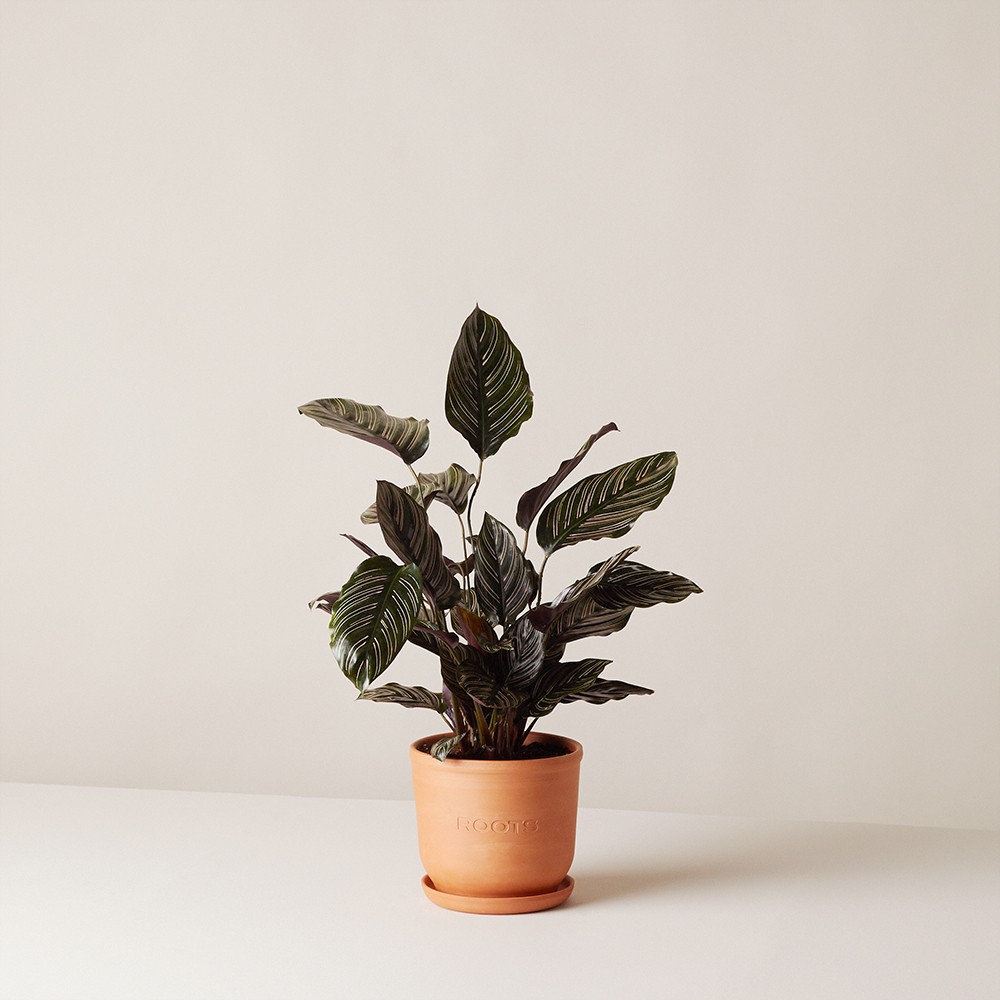 Калатея Орната