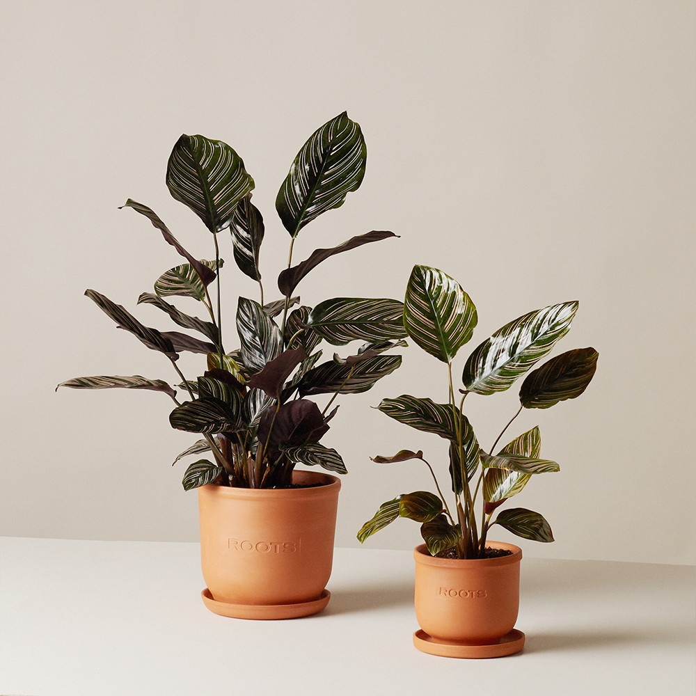 Калатея Орната Калатея Орната