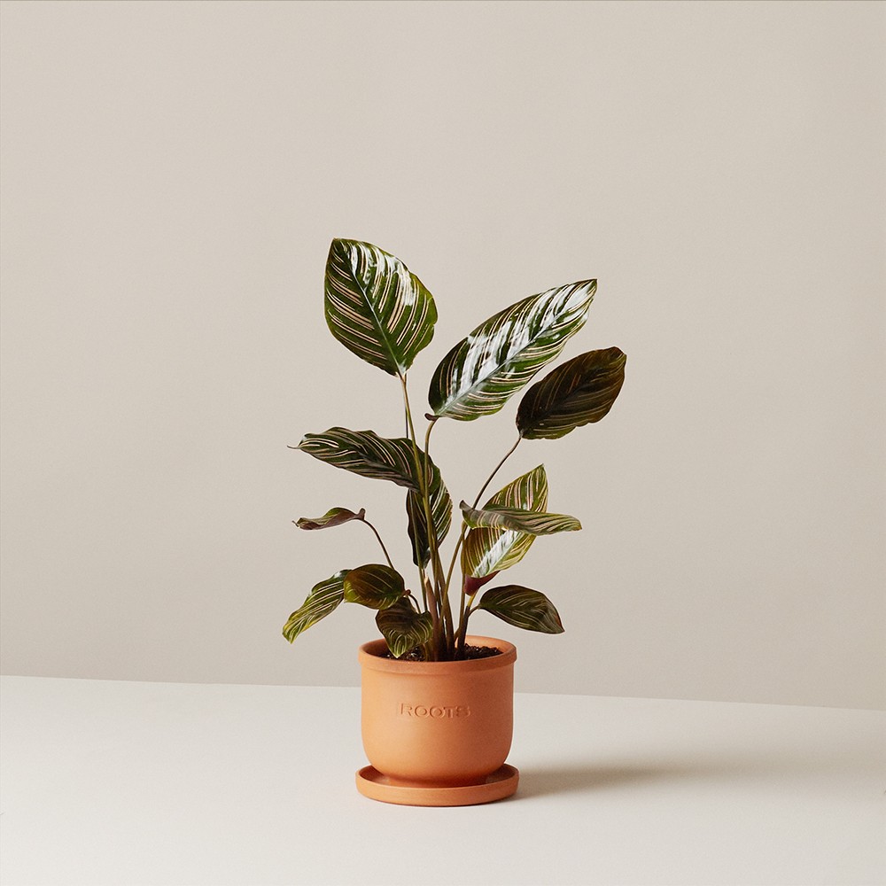 Калатея Орната Калатея Орната