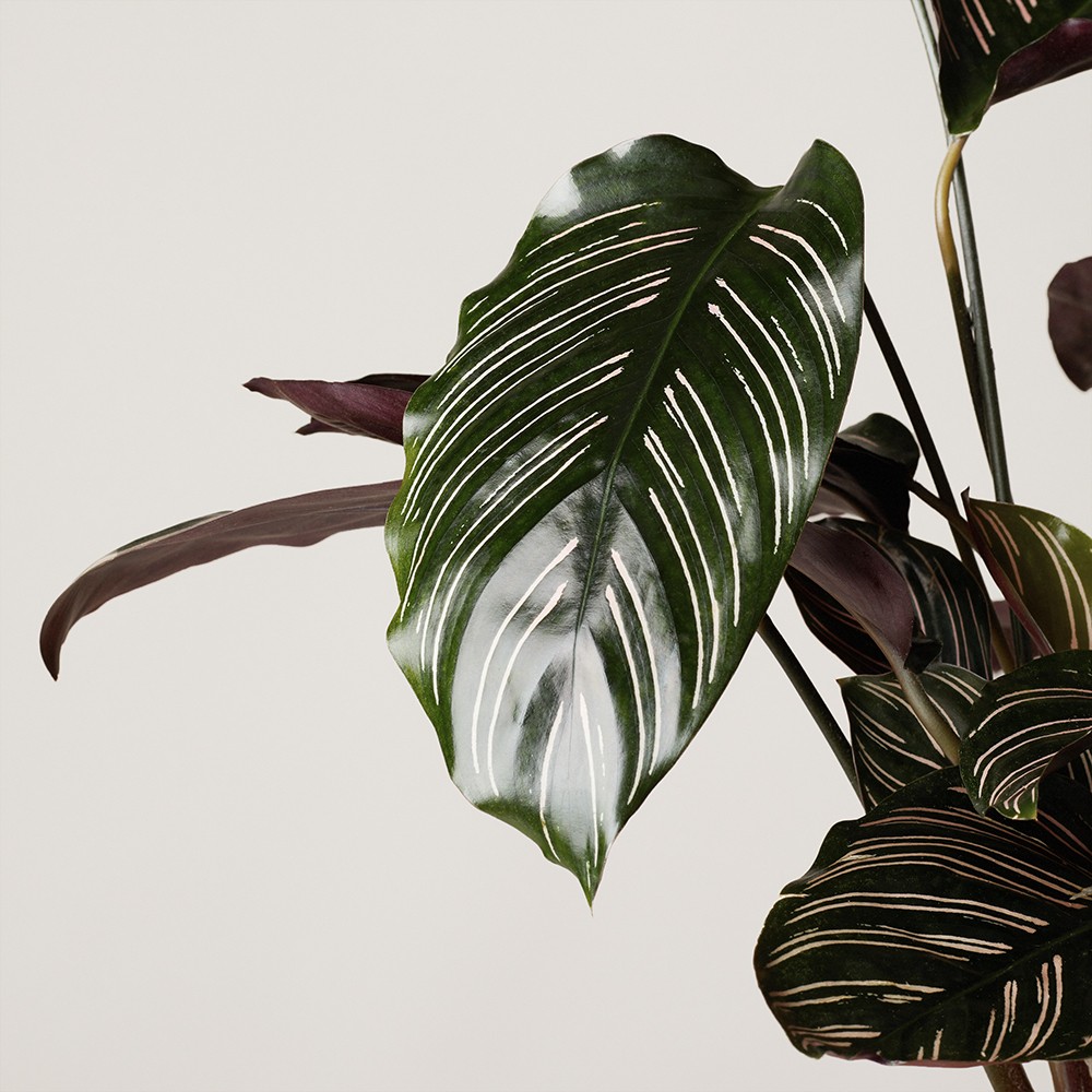 Калатея Орната Калатея Орната