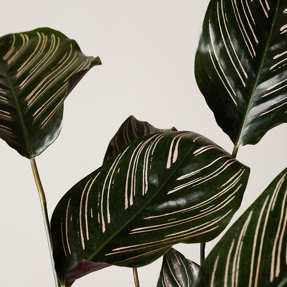 Калатея Орната Калатея Орната