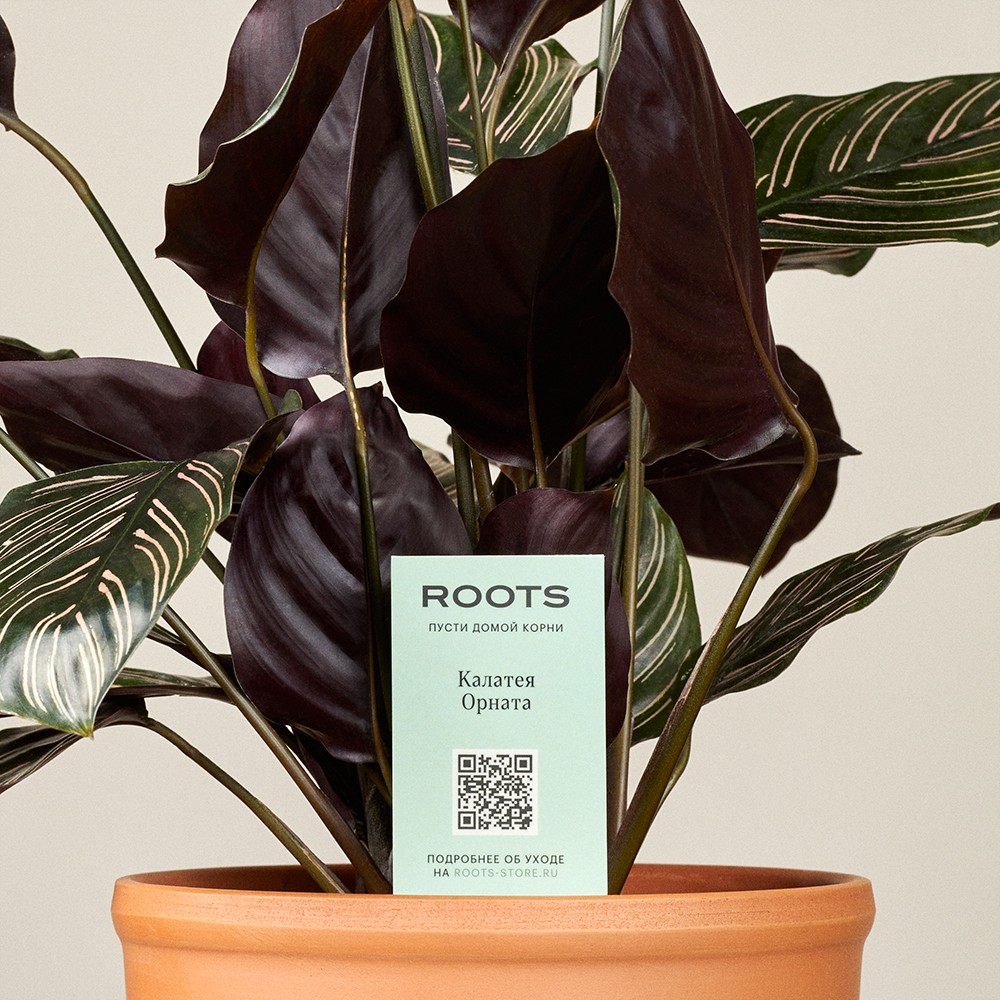 Калатея Орната Калатея Орната