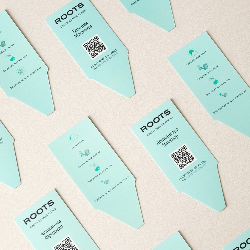 Замиокулькас Замиокулькас