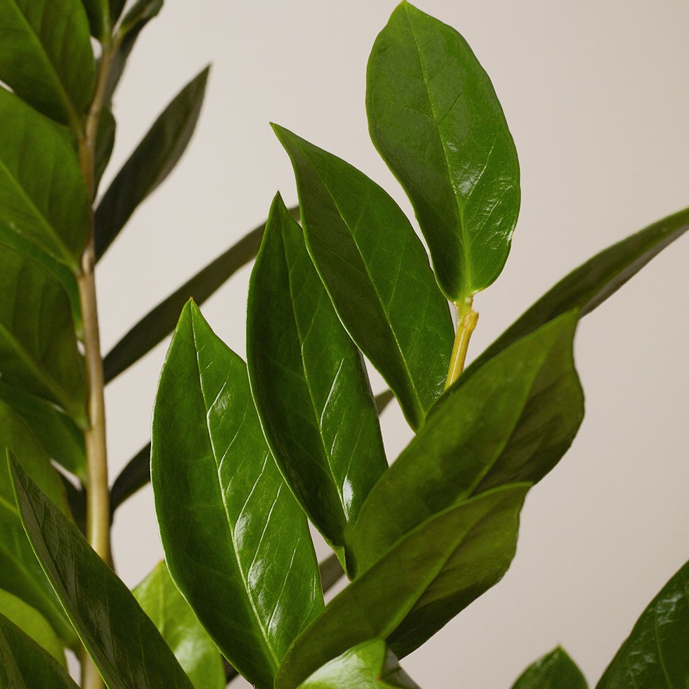 Замиокулькас Замиокулькас