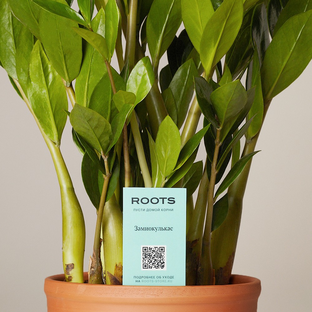 Замиокулькас Замиокулькас