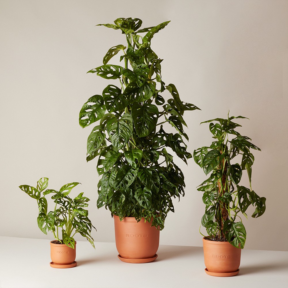 Монстера Манки Маск  Монстера Манки Маск