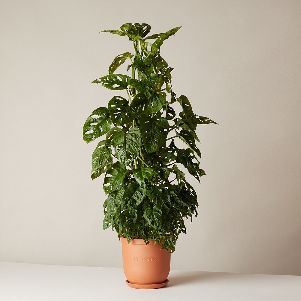 Монстера Манки Маск  Монстера Манки Маск