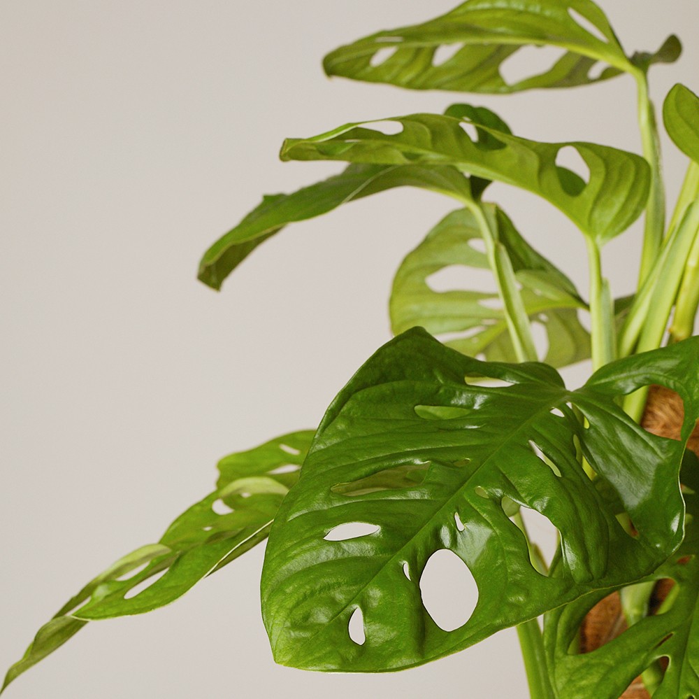 Монстера Манки Маск  Монстера Манки Маск