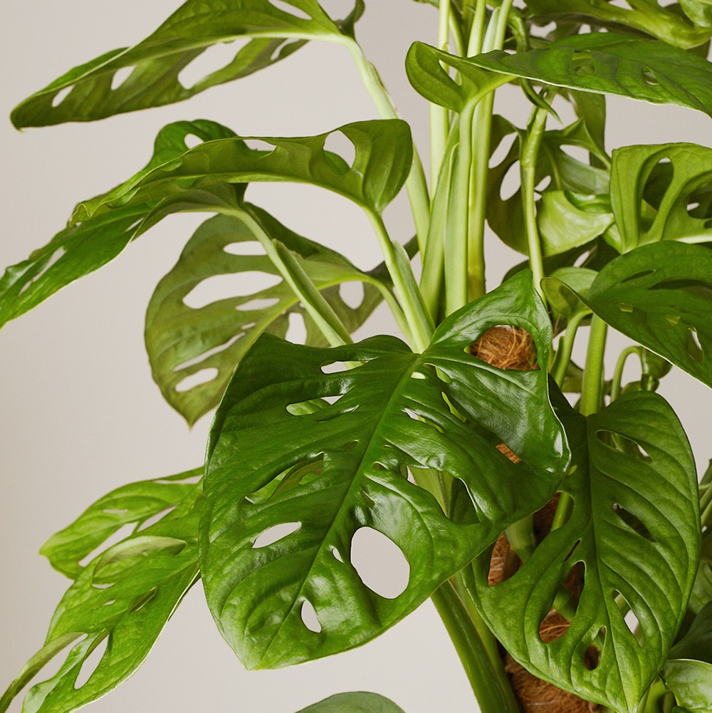 Монстера Манки Маск  Монстера Манки Маск