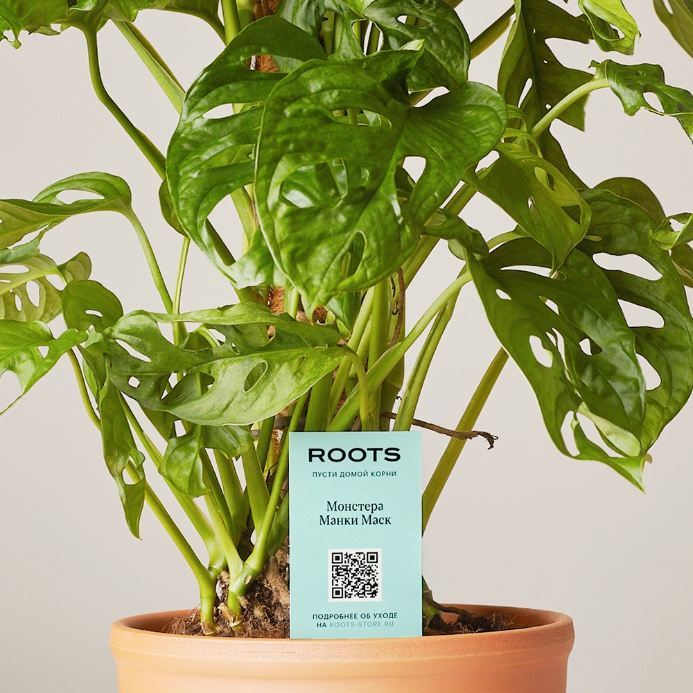 Монстера Манки Маск  Монстера Манки Маск
