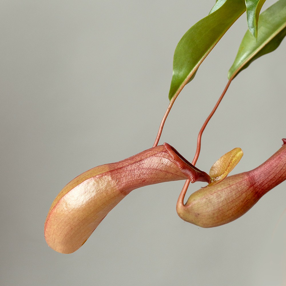 Непентес Непентес