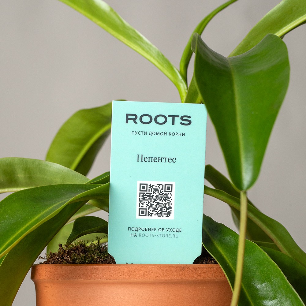 Непентес Непентес