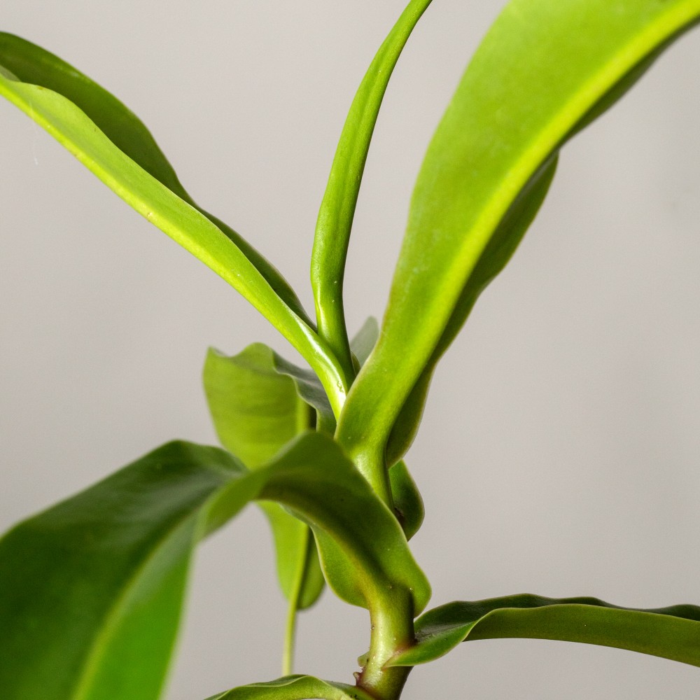 Непентес Непентес