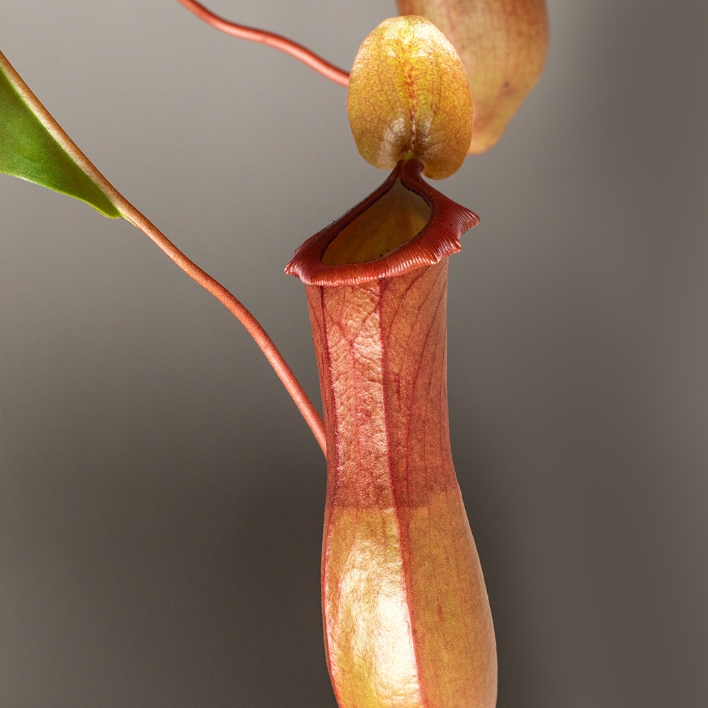 Непентес Непентес