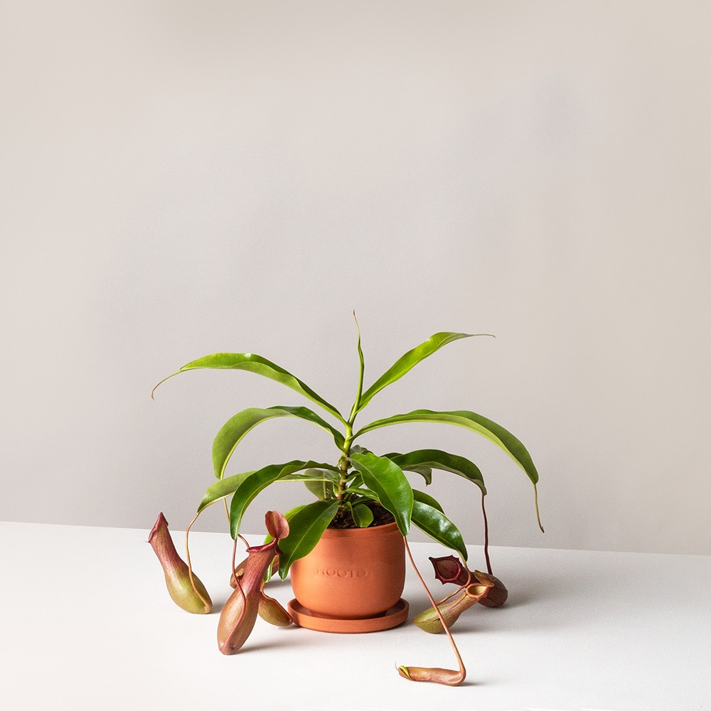 Непентес Непентес