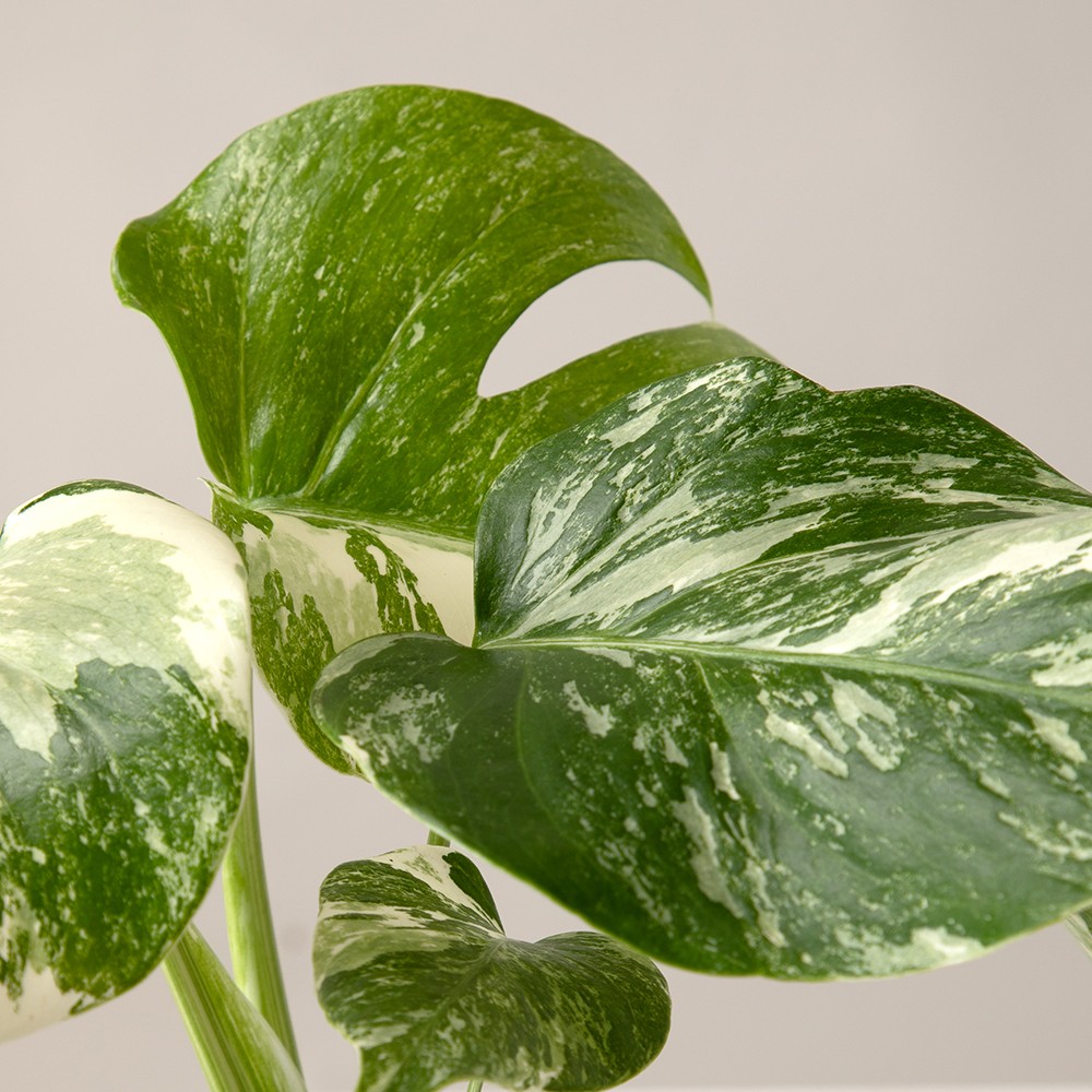 Монстера Вариегатная Монстера Вариегатная