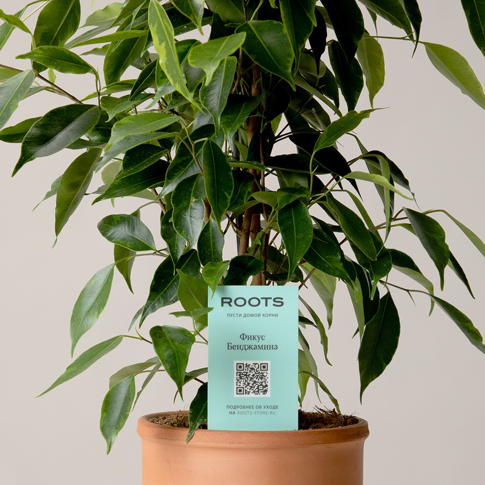 Фикус Бенджамина Фикус Бенджамина