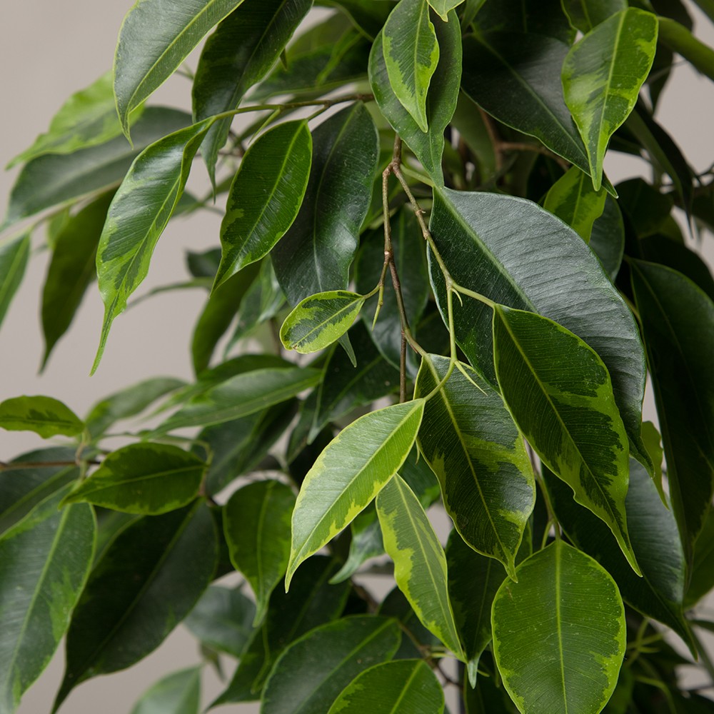 Фикус Бенджамина Фикус Бенджамина