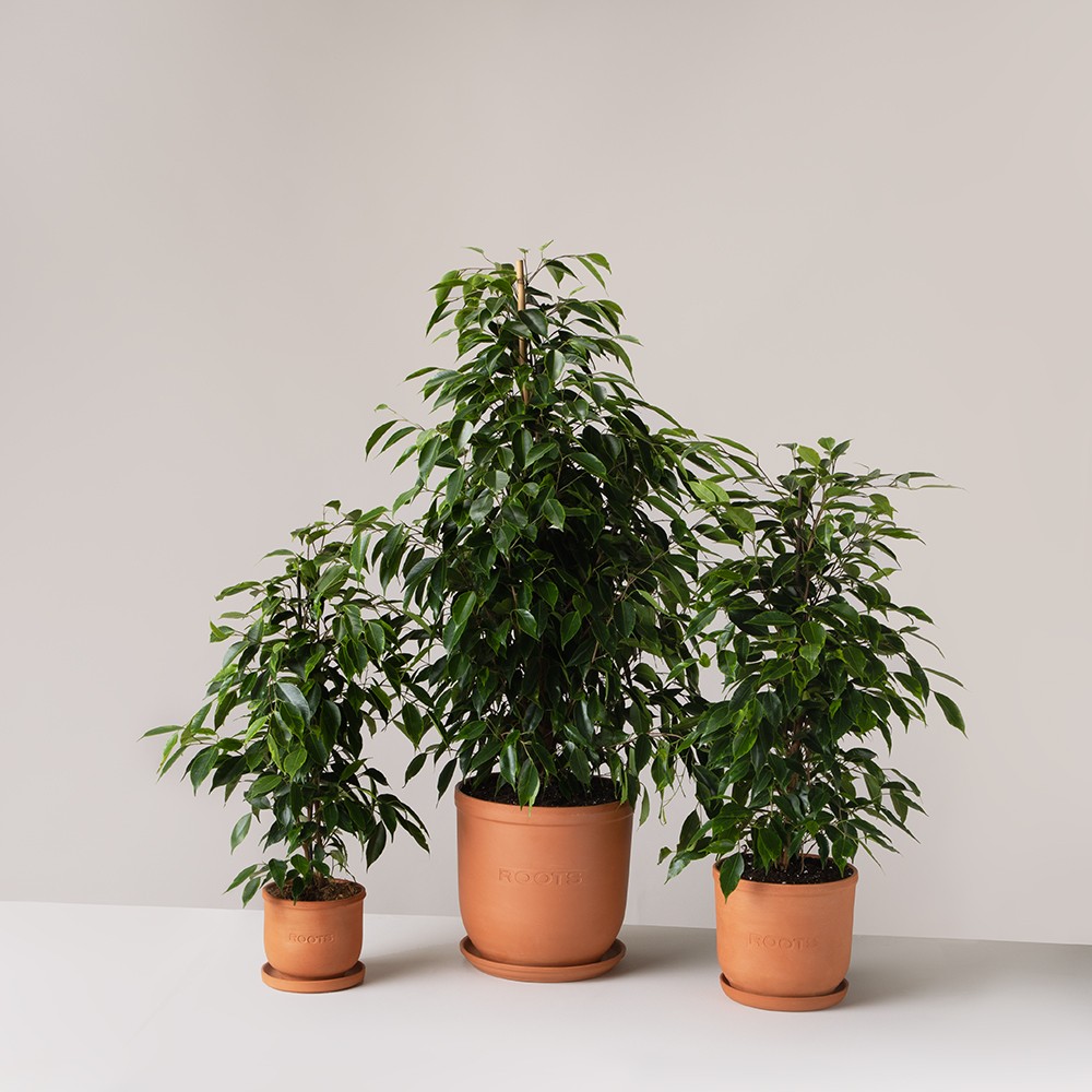 Фикус Бенджамина Фикус Бенджамина