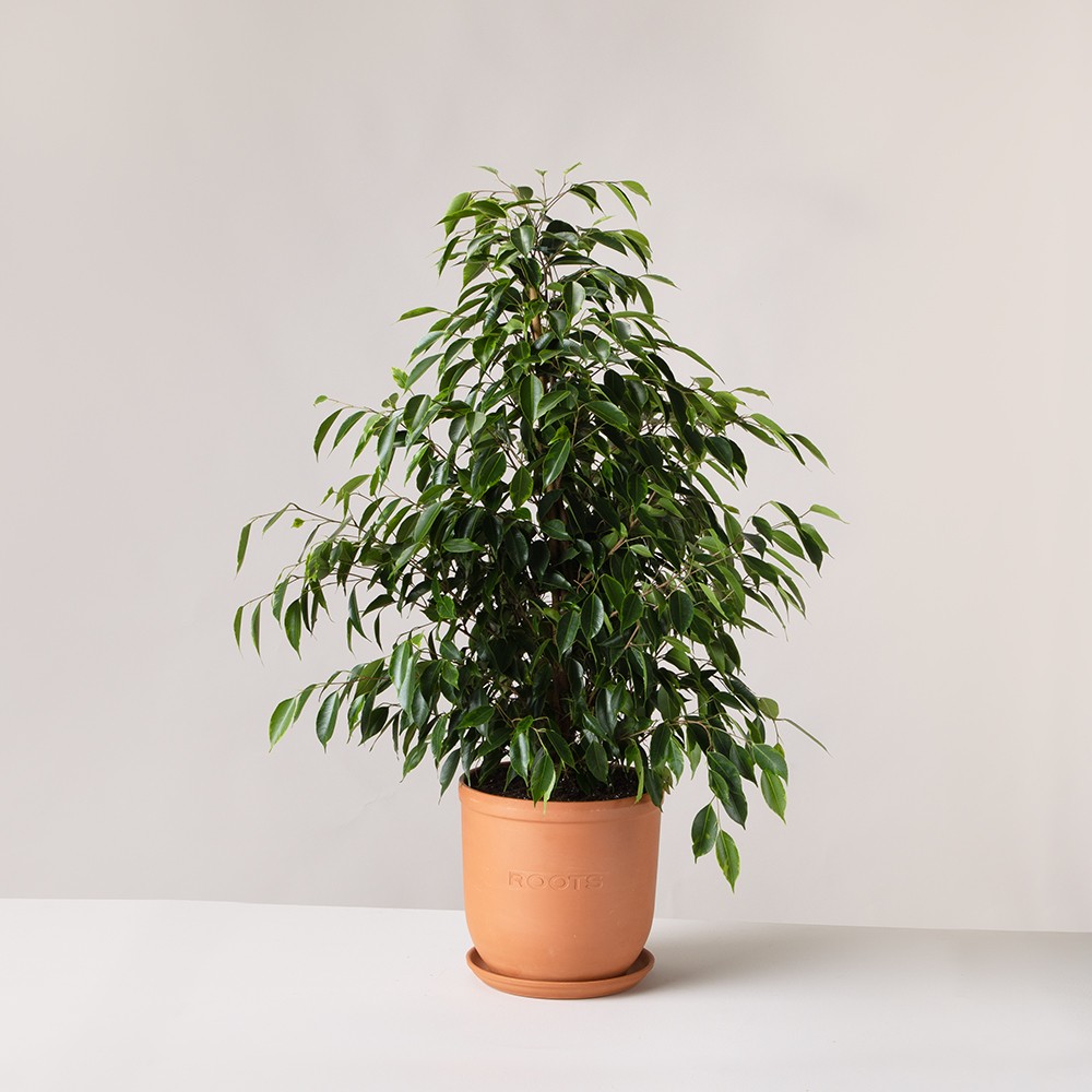 Фикус Бенджамина Фикус Бенджамина