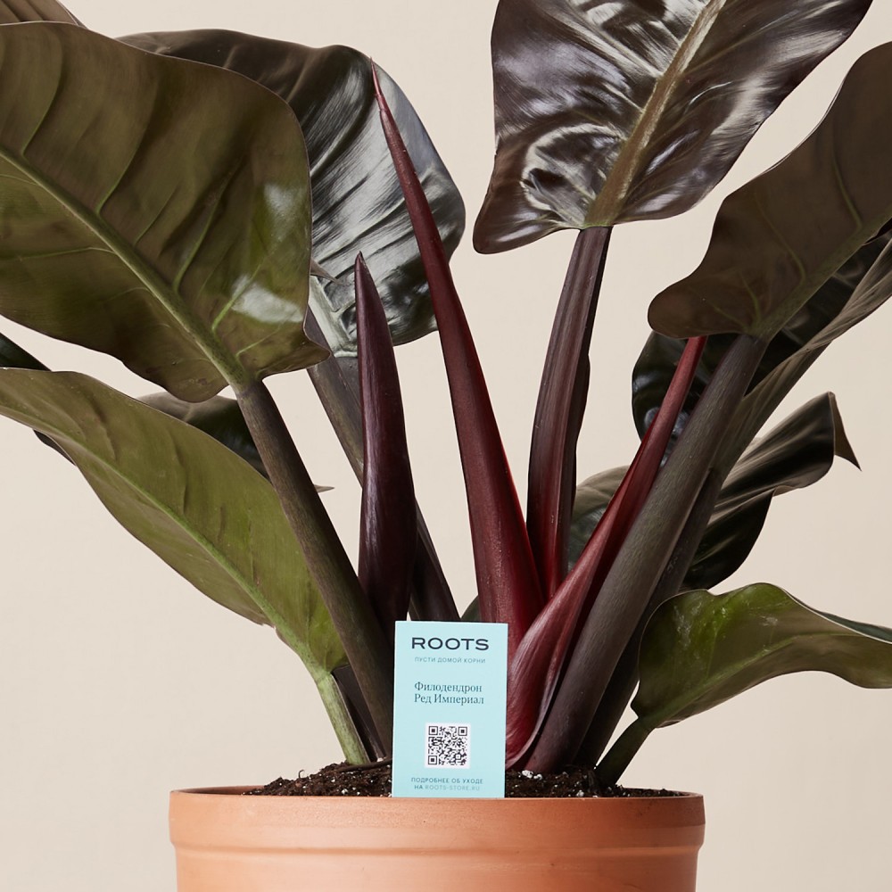 Филодендрон Империал Ред