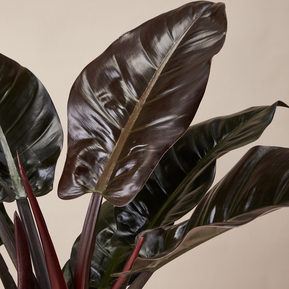 Филодендрон Империал Ред