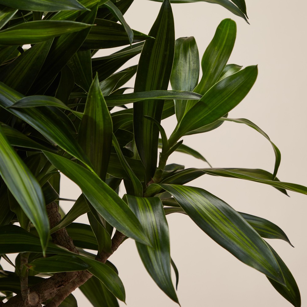 Драцена Песня Ямайки Драцена Песня Ямайки