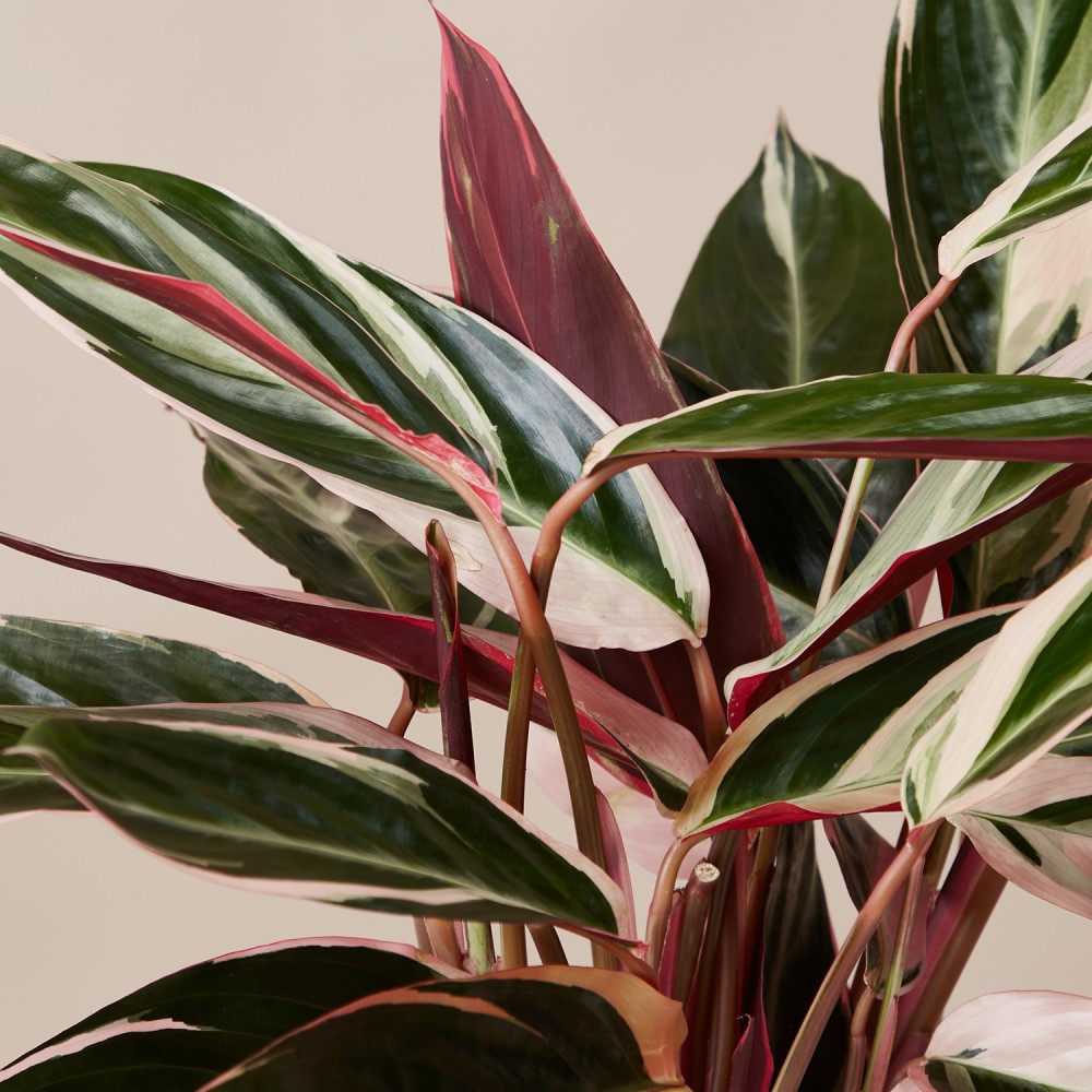 Строманта Триостар Строманта Триостар