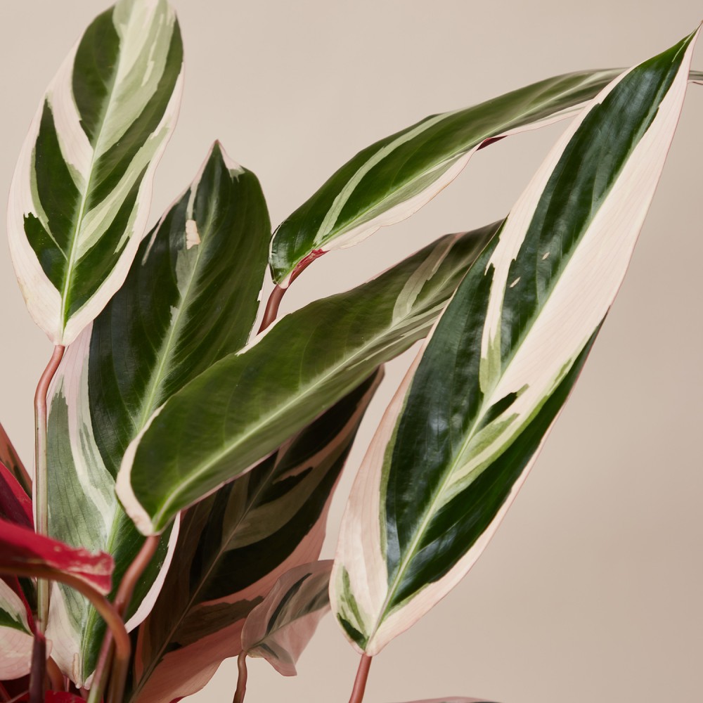 Строманта Триостар Строманта Триостар