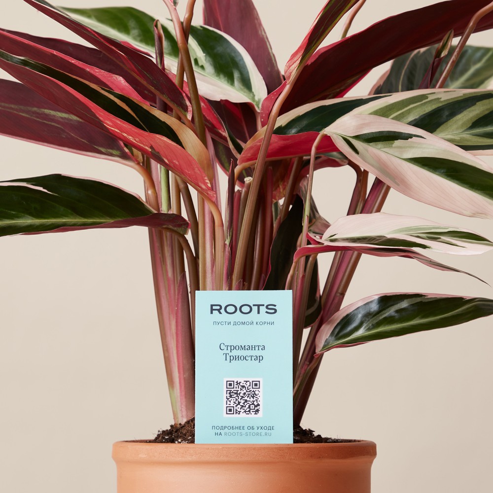 Строманта Триостар Строманта Триостар